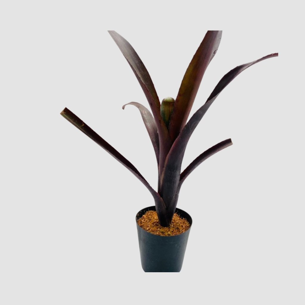 タンクブロメリア Billbergia 'Nita'の画像