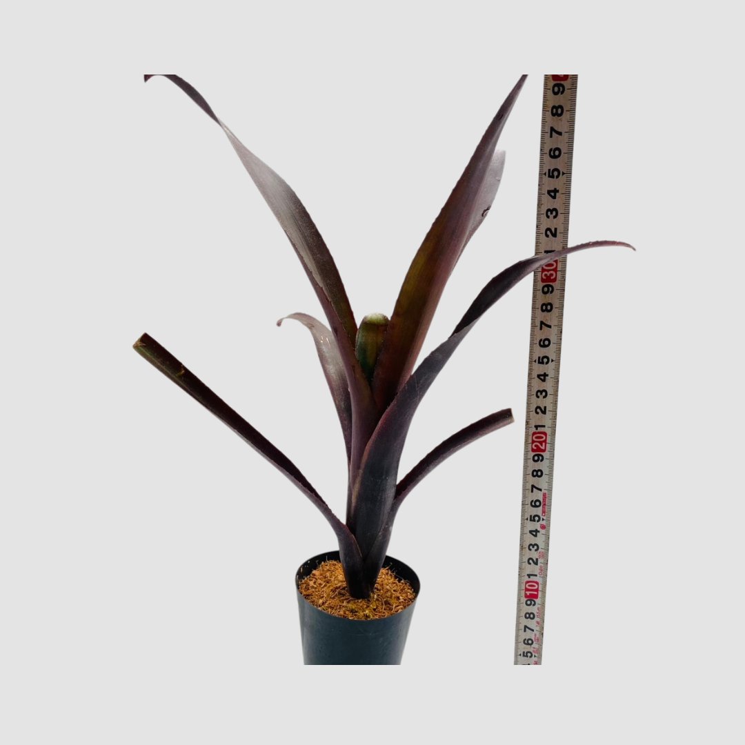 タンクブロメリア Billbergia 'Nita'の画像