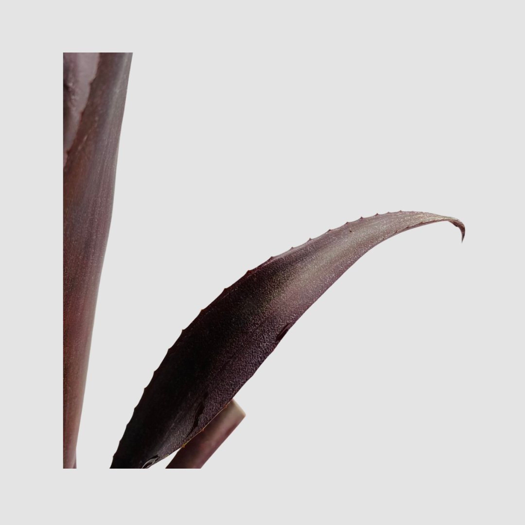 タンクブロメリア Billbergia 'Nita'の画像