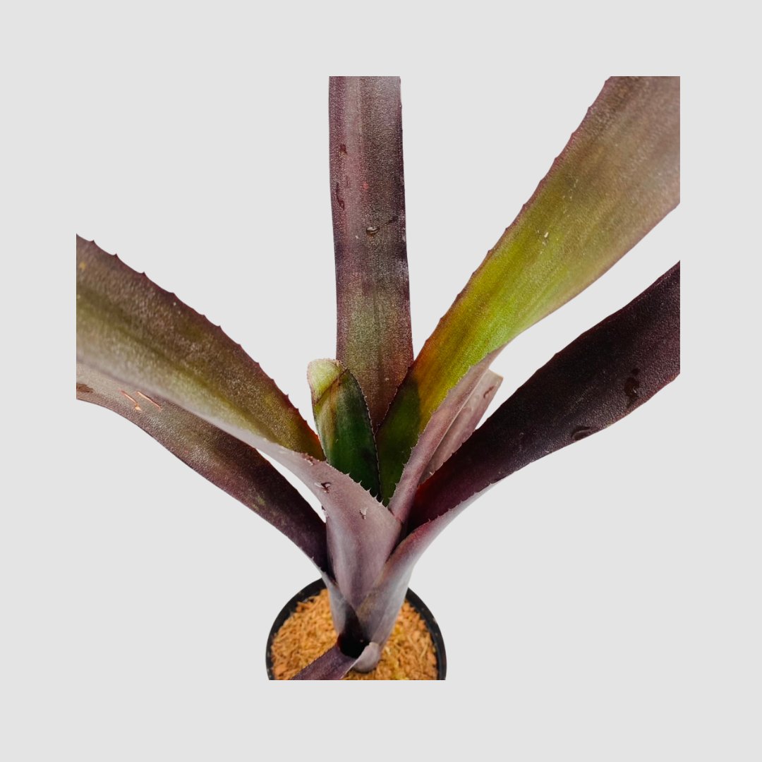 タンクブロメリア Billbergia 'Nita'の画像