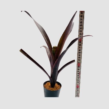 タンクブロメリア Billbergia 'Nita'の画像
