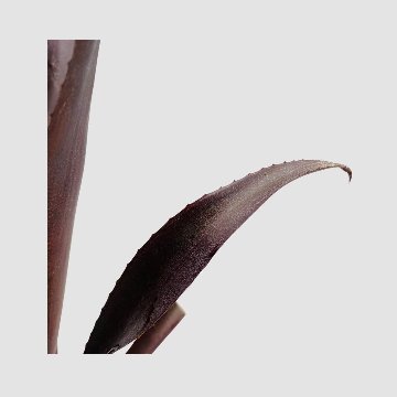 タンクブロメリア Billbergia 'Nita'の画像