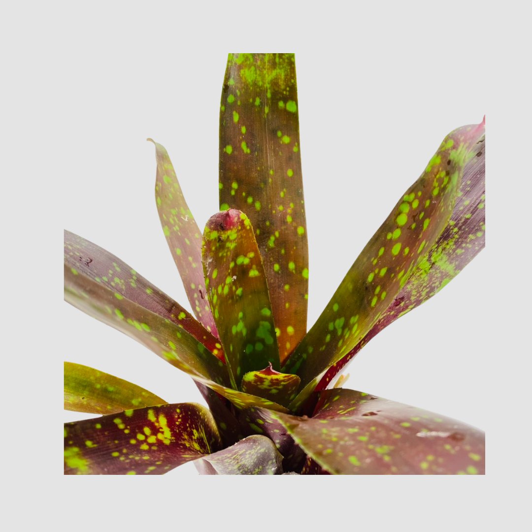 タンクブロメリア Neoregelia 'Arabian Knight'の画像