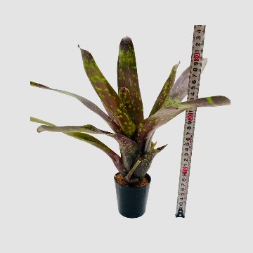 タンクブロメリア Neoregelia 'Arabian Knight'の画像