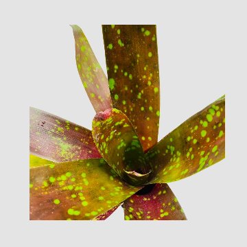 タンクブロメリア Neoregelia 'Arabian Knight'の画像