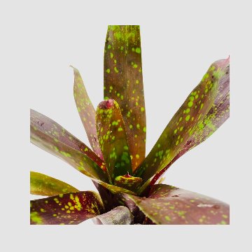 タンクブロメリア Neoregelia 'Arabian Knight'の画像