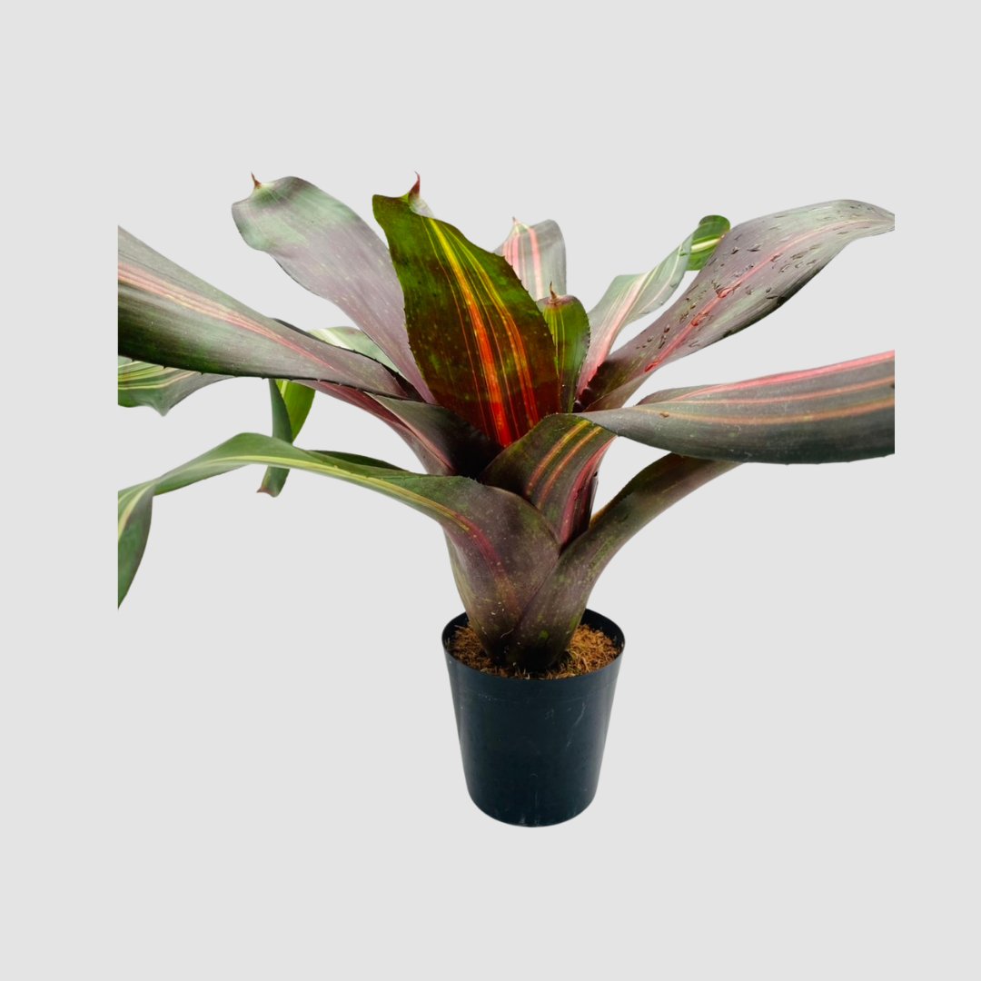 タンクブロメリア Neoregelia 'Kahala Dawn'の画像