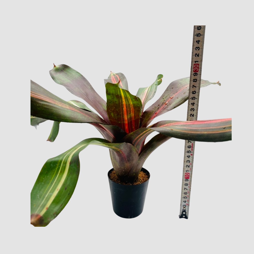タンクブロメリア Neoregelia 'Kahala Dawn'の画像