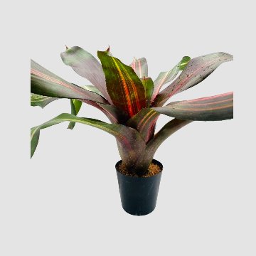 タンクブロメリア Neoregelia 'Kahala Dawn'の画像
