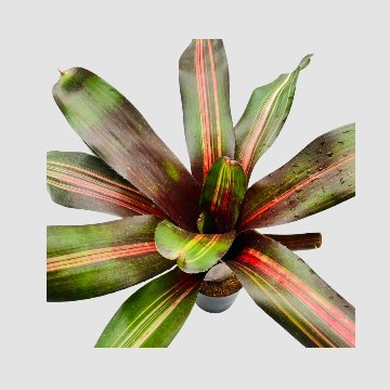 タンクブロメリア Neoregelia 'Kahala Dawn'の画像