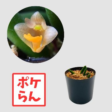 ポケらん　Den prenticeiの画像