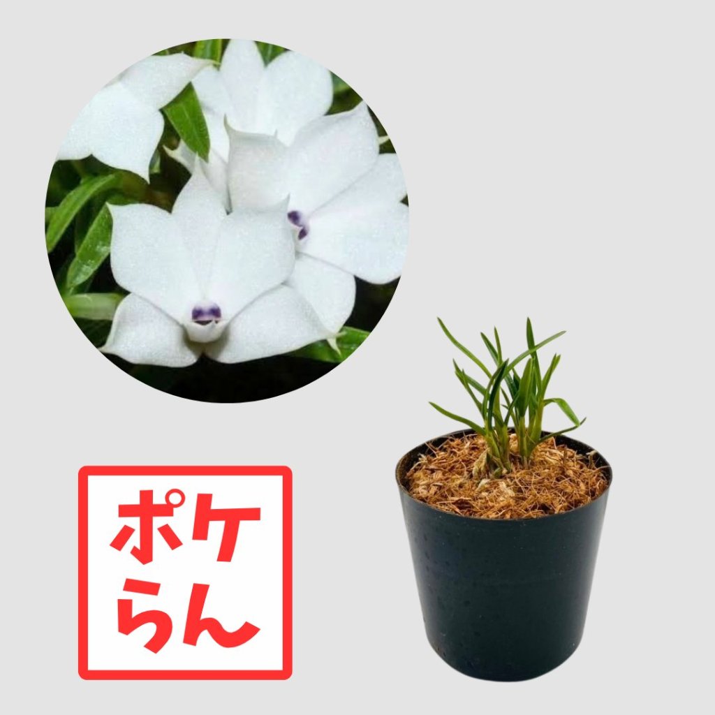 ポケらん　Den subuliferumの画像