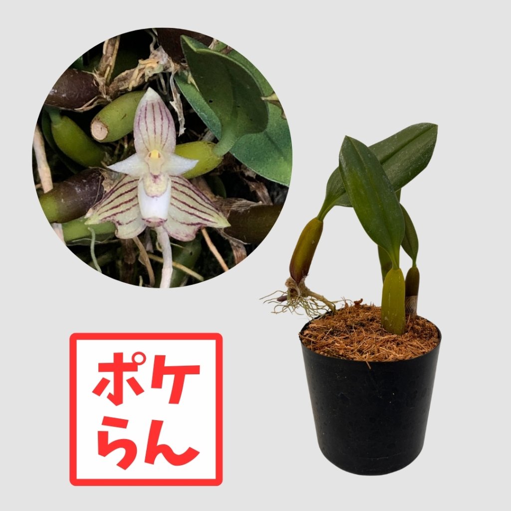 ポケらん Bulb ambrosiaの画像