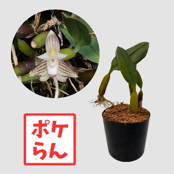 ポケらん Bulb ambrosiaの画像