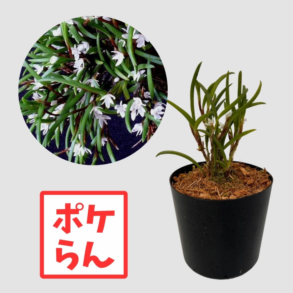 ポケらん Ceratostylis philippinenseの画像