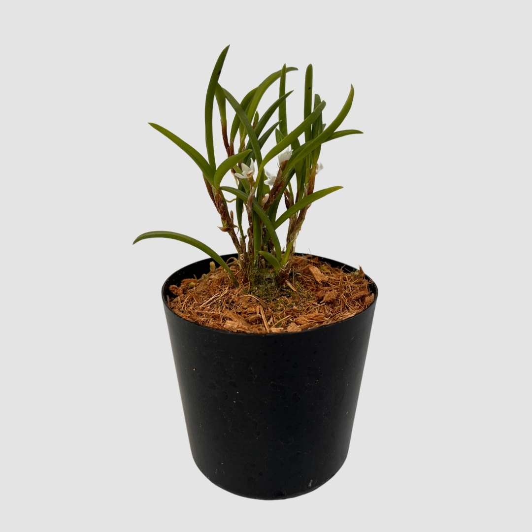 ポケらん Ceratostylis philippinenseの画像