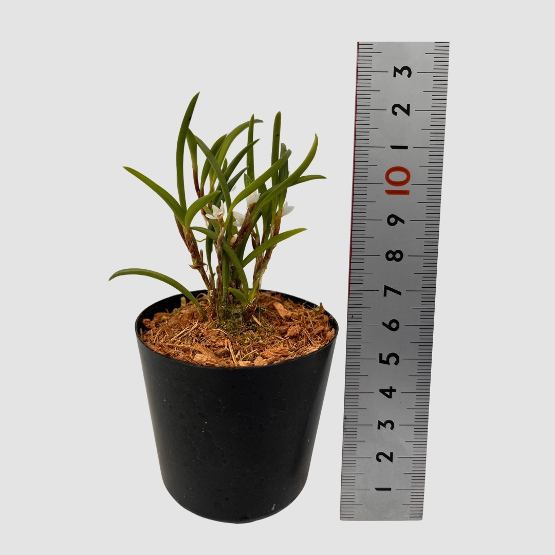 ポケらん Ceratostylis philippinenseの画像
