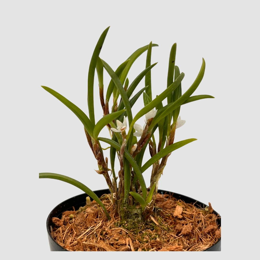 ポケらん Ceratostylis philippinenseの画像