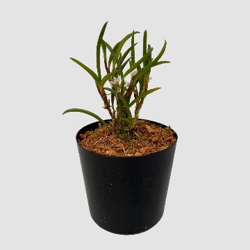 ポケらん Ceratostylis philippinenseの画像
