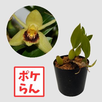 ポケらん Coel fimbriataの画像