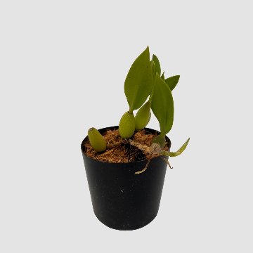 ポケらん Coel fimbriataの画像