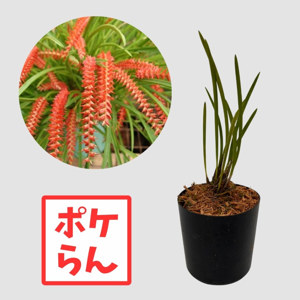 ポケらん Ddc wenzeliiの画像