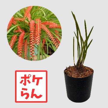 ポケらん Ddc wenzeliiの画像