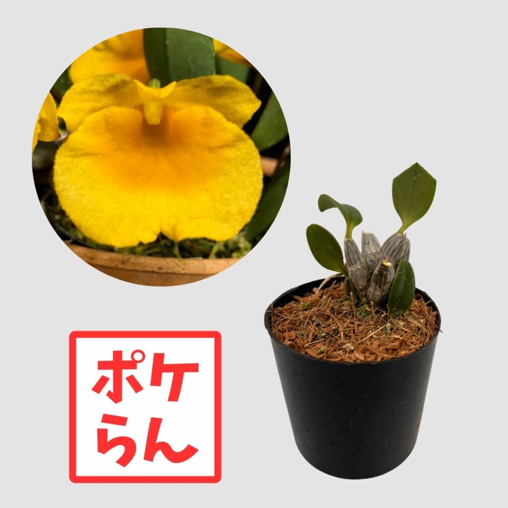 ポケらん Den jenkinsiiの画像