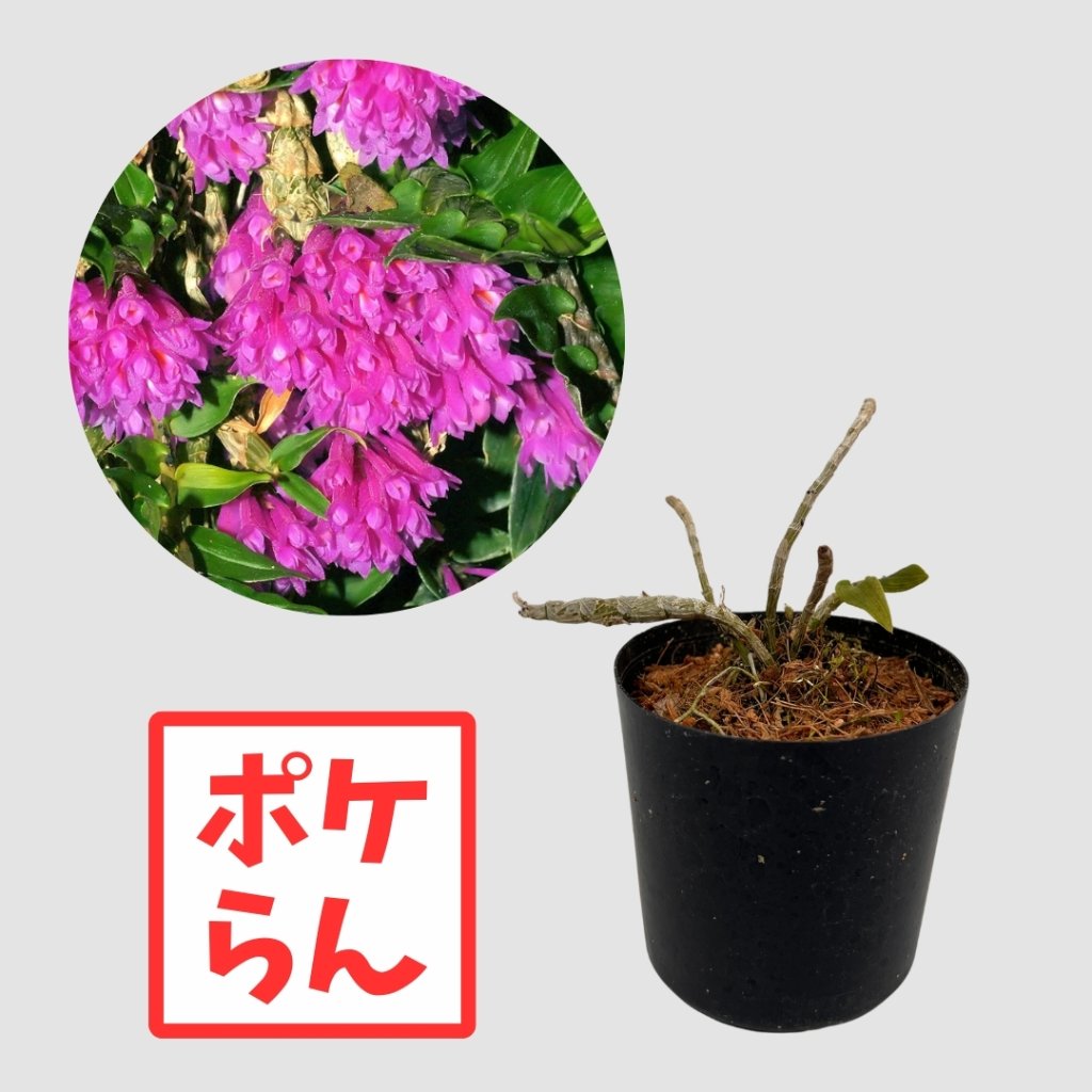 ポケらん Den dichaeoidesの画像