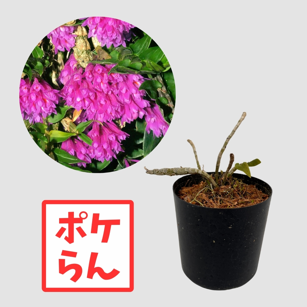 ポケらん Den dichaeoidesの画像