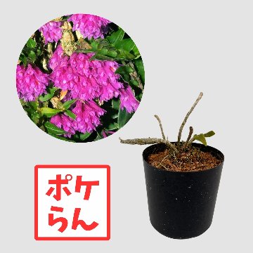 ポケらん Den dichaeoidesの画像