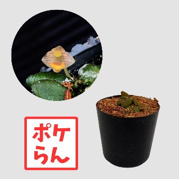 ポケらん Den lichenastrumの画像