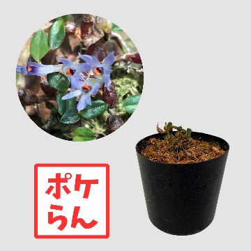 ポケらん Den parvulumの画像