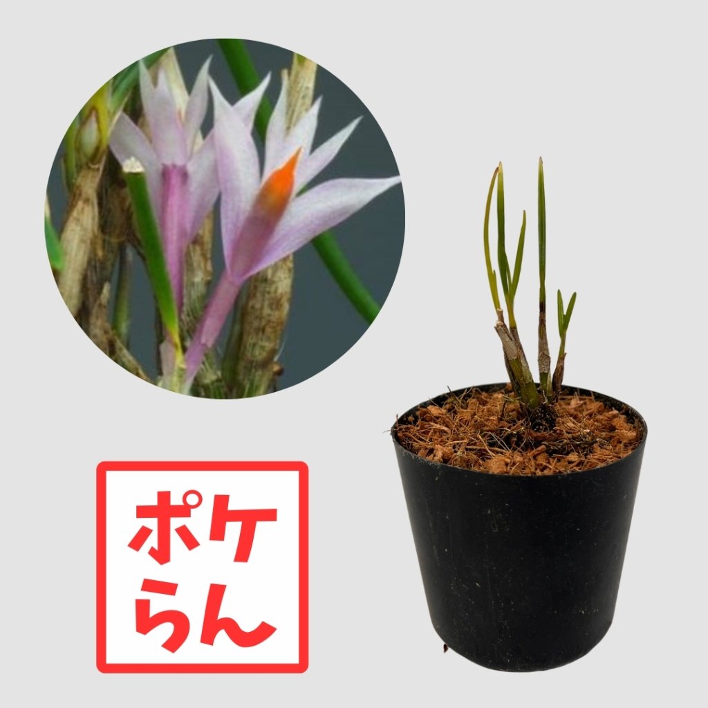 ポケらん Den hellwigianumの画像