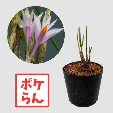 ポケらん Den hellwigianumの画像