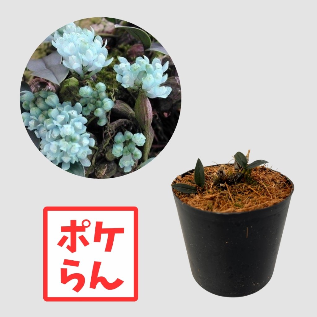 ポケらん Den leucocyanumの画像