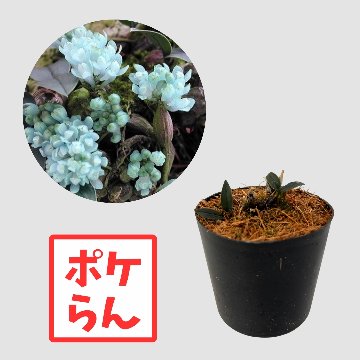 ポケらん Den leucocyanumの画像