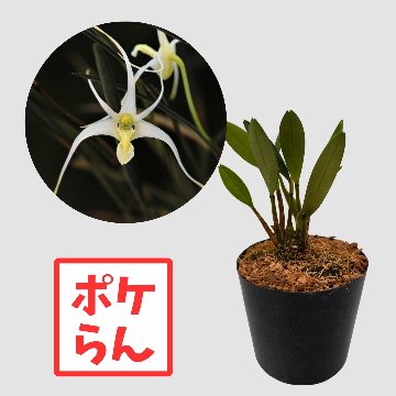 ポケらん Diplocaulobium tibudaの画像