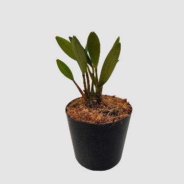 ポケらん Diplocaulobium tibudaの画像