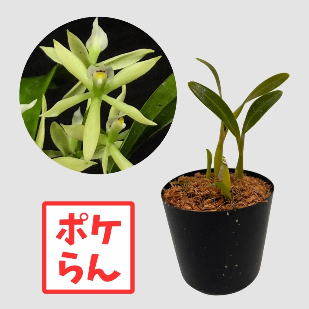 ポケらん Ency calamariaの画像