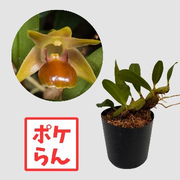 ポケらん Epg nakaharaeの画像