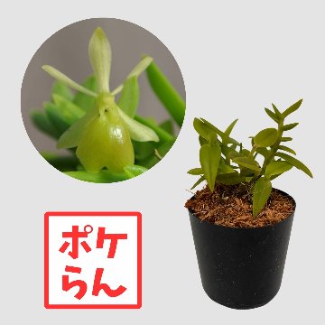 ポケらん Epi porpax albumの画像