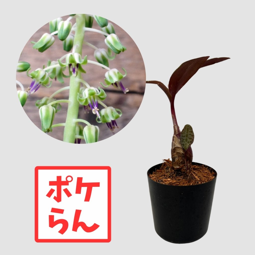 ポケらん Ledebouria socialisの画像