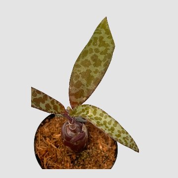 ポケらん Ledebouria socialisの画像