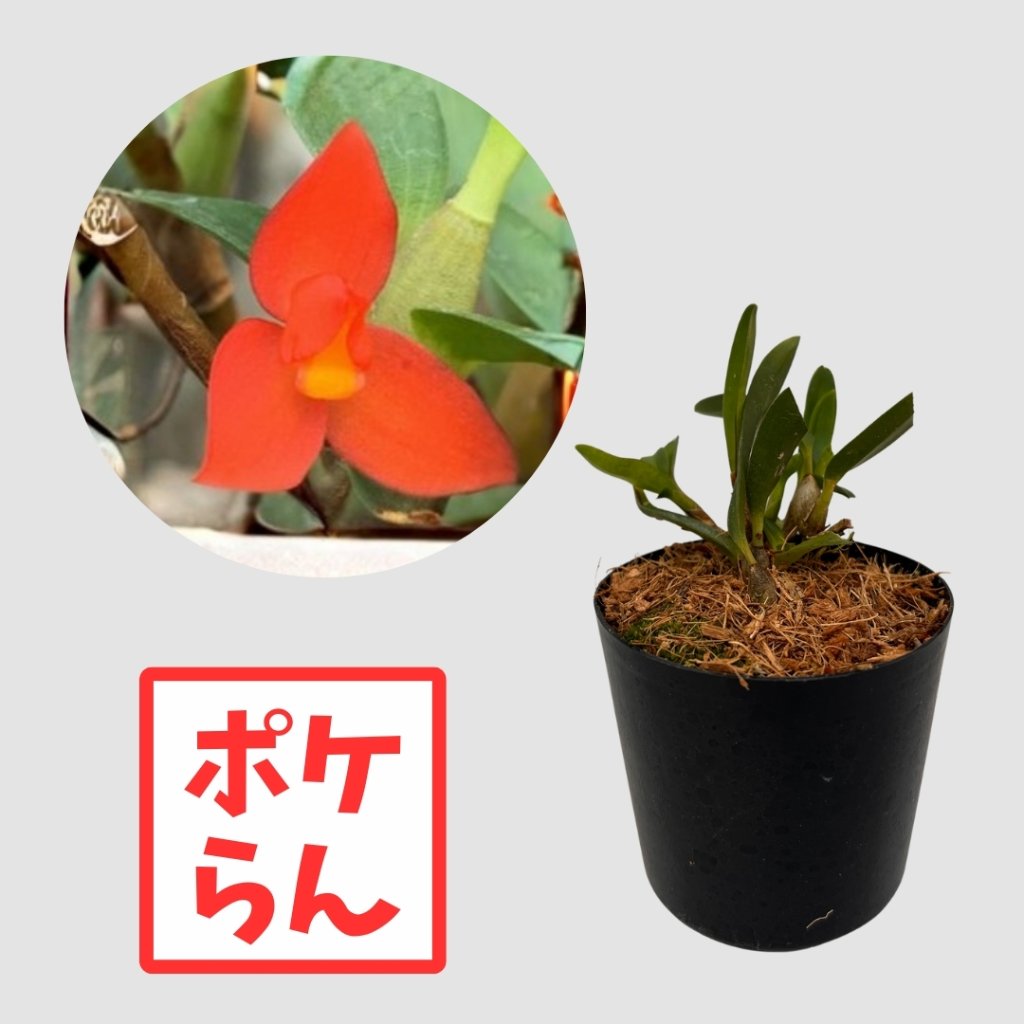 ポケらん Max sophronitisの画像