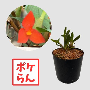 ポケらん Max sophronitisの画像