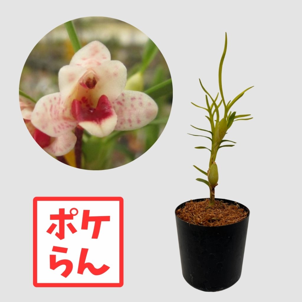 ポケらん Max spilotanthaの画像