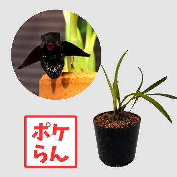 ポケらん Max schunkeanaの画像