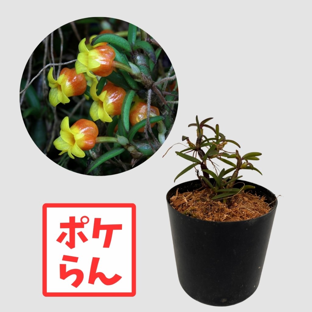 ポケらん Mediocalcar decoratumの画像