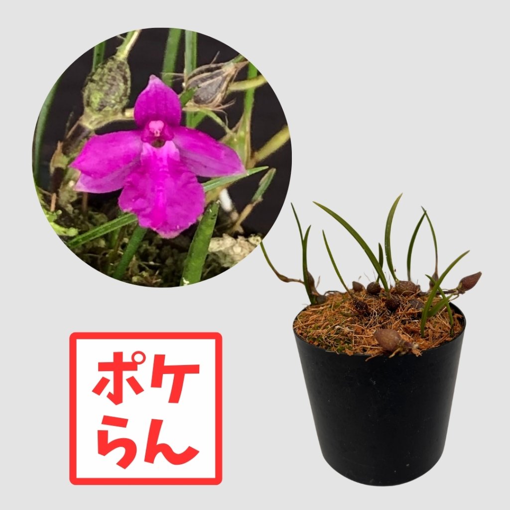 ポケらん Neolauchea pulchellaの画像